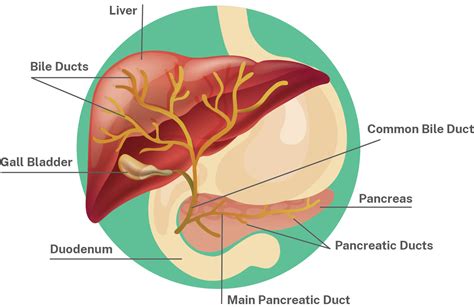 Biliary Atresia Symptoms Diagnosis Treatments Liver Foundation