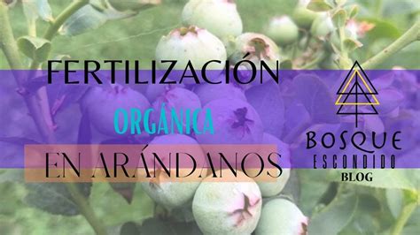 C Mo Cultivar Ar Ndanos Fertilizaci N Org Nica En Ar Ndanos Youtube