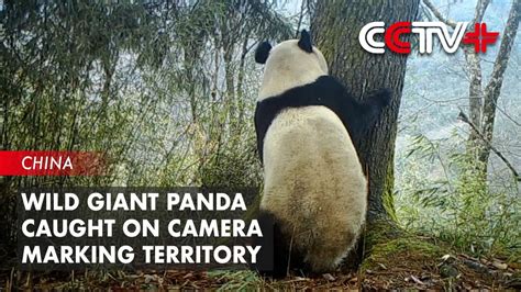 Wild Giant Panda Caught On Camera Hugging Tree Marking Territory Youtube