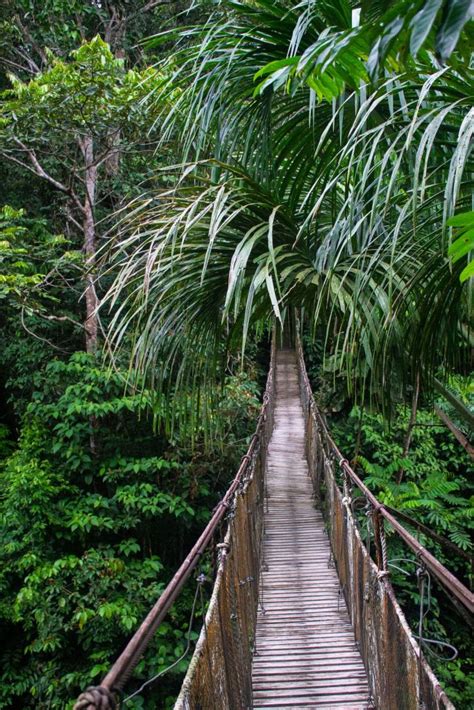 Where Is The Amazon Rainforest Located Delfin Amazon Cruises