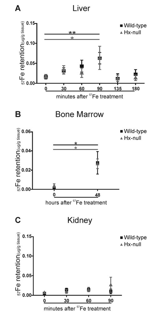 A 57Fe Retention In The Liver Of Wild Type And Hx Null Mice Measured