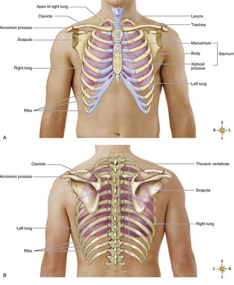 Posterior Anatomy Of The Lungs