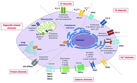 Schematic representation of ion channels/exchangers expressed in MM ... 