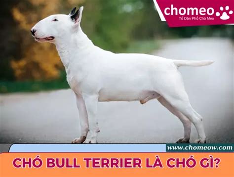 Chó Bull Terrier Nguồn Gốc đặc điểm Giá Bán Cách Chăm Sóc