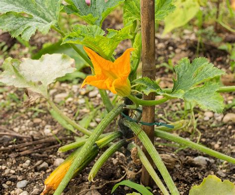 How To Grow Zucchini Vertically To Save Backyard Space Homes And Gardens