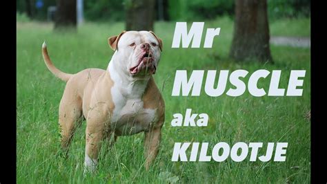 Tough Enough Mr Muscle American Bulldog Youtube