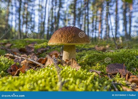 Hongos Boletus Comestibles En El Bosque Porcini Crecer En Musgo Foto