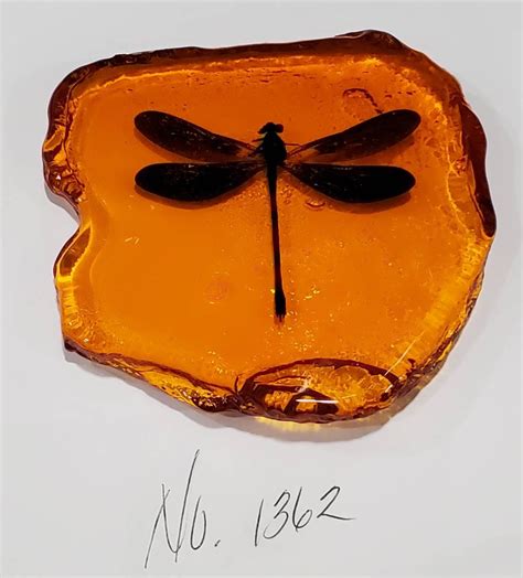 Dragonfly In Amber Resin Size Small Rock For Outlander By Diana