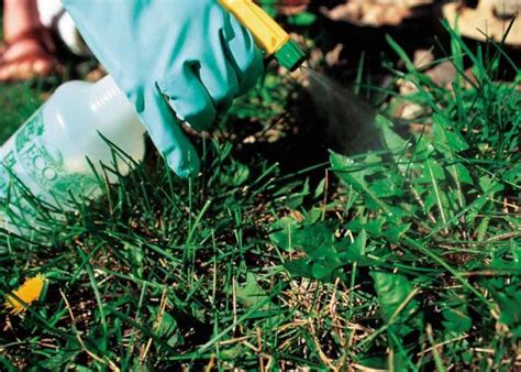 Best Ways Of Controlling Weeds. - CuteGardening - Gardening Tips ...