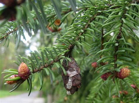 Serbian Spruce Seeds Grow Picea Omorika Elegantly Sg Trees