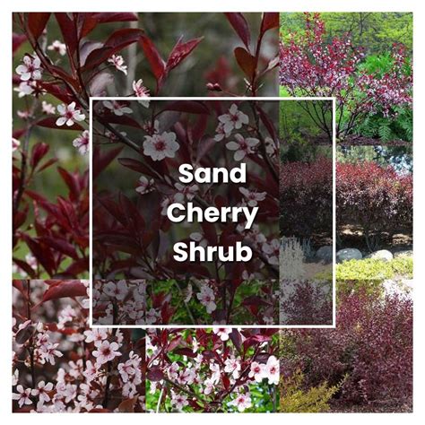 How To Grow Sand Cherry Shrub Plant Care And Tips Norwichgardener