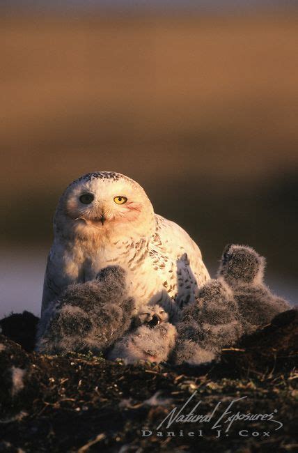 Snowy Owl Adult With Chicks In Barrow Alaska