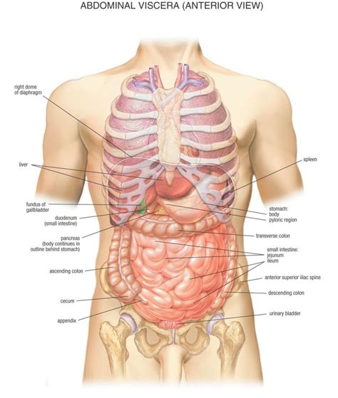 Anatomy Diagram Organs Koibana Info Body Organs Diagram Human Hot Sex