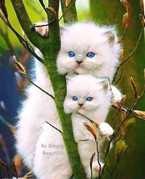 Two White Kittens With Blue Eyes Sitting In A Tree