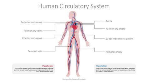 Human Circulatory System Diagram | Circulatory system, Human ...