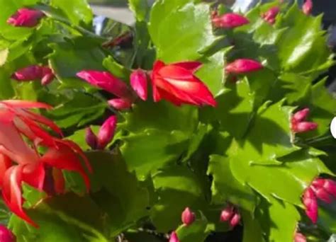 2 True Red Christmas Cactus Live Plant Zygo Cactus Schlumbergera Easy