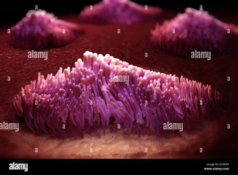 Cilia hi-res stock photography and images - Alamy