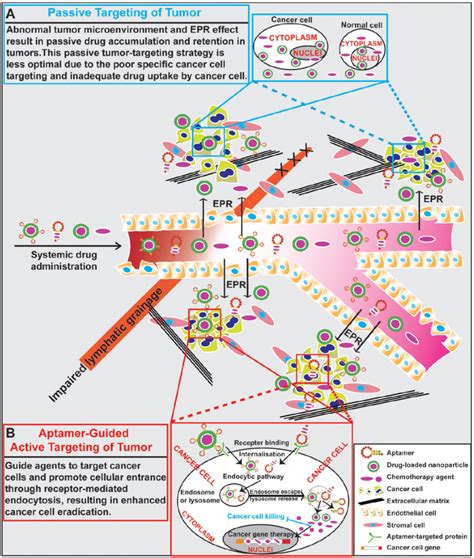 General Scheme Of Drug Delivery To Tumors A Schematic Illustration