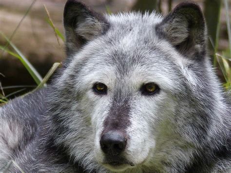 Alaskan Timber Wolf Size