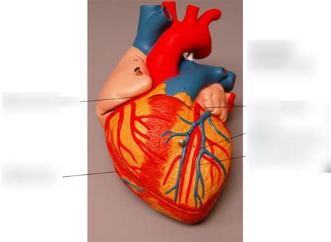 LAB HEART MODEL ARTERIES DIAGRAM BIOL 2020 Diagram Quizlet