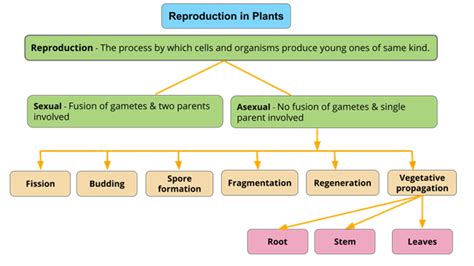 Reproduction In Plants And Their Types — Lesson Science Cbse Class 10