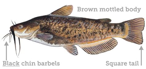 Freshwater Catfish