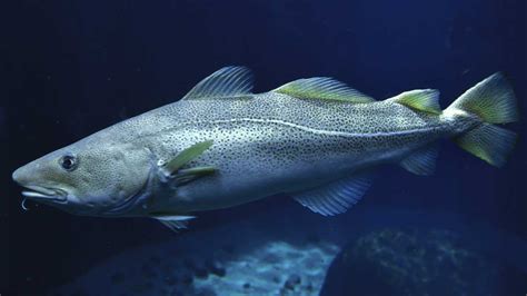 Bis Zum Letzten Fisch Der Atlantische Kabeljau Bzw Dorsch Ist Bedroht