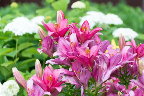 Porciones De Lirios Amarillos Hermosos En Macizo De Flores Foto De