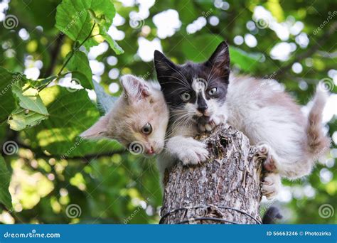 Two Kittens Sitting On Tree Stock Photo Image Of Homeless Leaves