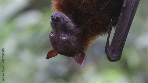 A Large Fruit Bat Pteropus Vampyrus Is Chewing A Piece Of Fruit While He Is Hanging Upside