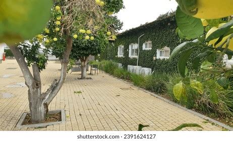 Interdisciplinary Center Herzliya Photos and Images & Pictures ...