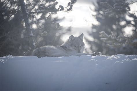 Beautiful Gray Wolf Canis Lupus Apex Predator Winter Snow Sony A Ilce