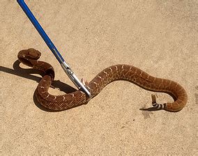 Snake Removal - Critter Gitters Animal Control