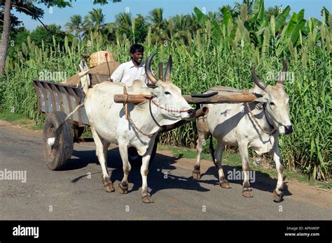 Traditional Indian Bullock Cart Transport Through The Fields Near Stock