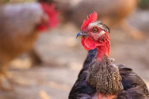 An Old Banat Naked Neck Rooster Is Standing In A Farmyard With Its