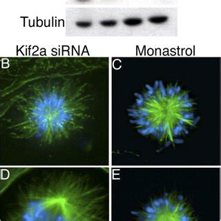 Characterization Of Kif2a In Cultured Vertebrate Cells A Total Cell