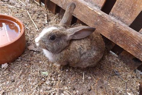 How To Start Rabbit Farming Philippines At Renate Abbott Blog