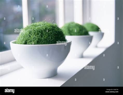 Japanese moss balls hi-res stock photography and images - Alamy