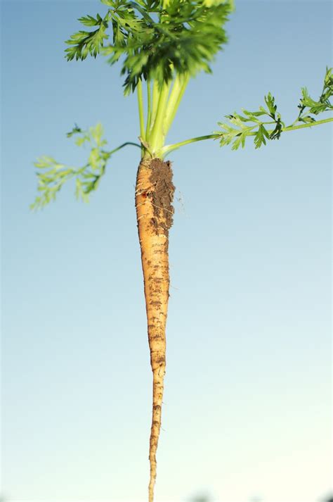 Daucus Carota Subsp Sativus Carrot Carrot Flower Carrots Garden