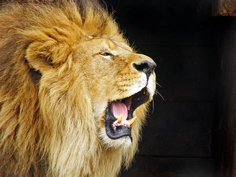 Wallpaper Hd Lion Roaring