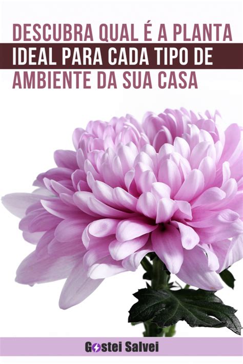 Descubra qual é a planta ideal para cada tipo de ambiente da sua casa