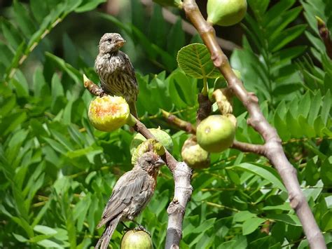 All About House Finch Nesting Habits - The Bird Geek