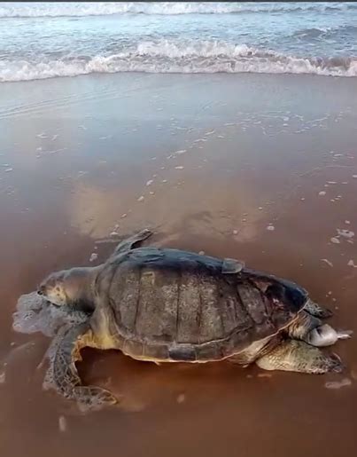 Tartaruga Marinha Encontrada Morta Na Orla Da Atalaia Em Aracaju