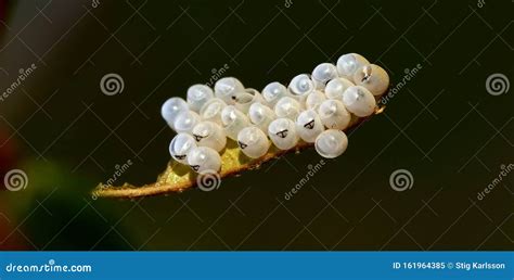 Stink Bug Eggs on a Leaf, Close Up Stock Image - Image of details ...