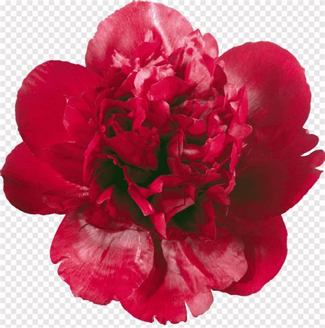 Peony Flower Albom Moutan Peony Herbaceous Plant Albom Png Pngegg