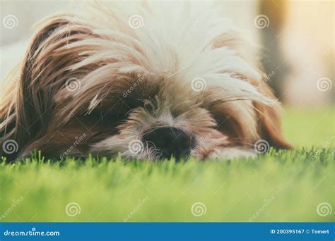 Close Up Of Adorable Shi Tzu Dog`s Face Stock Image Image Of Cute