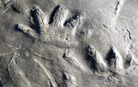 Unique 280 Million Year Old Fossils Found In Italy УНН