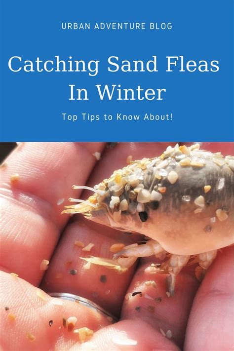 Catching Sand Fleas In Winter: Top Tips to Know About! | Sand fleas, Fleas, Sand