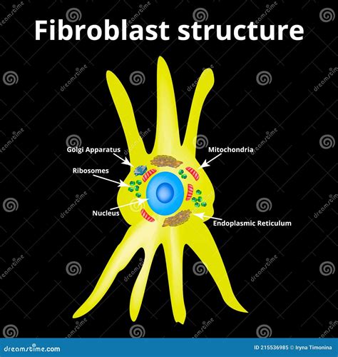 Fibroblast. Structure And Function Cartoon Vector | CartoonDealer.com ...