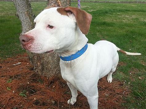 Troy Oh American Pit Bull Terrier Meet Helen A Pet For Adoption